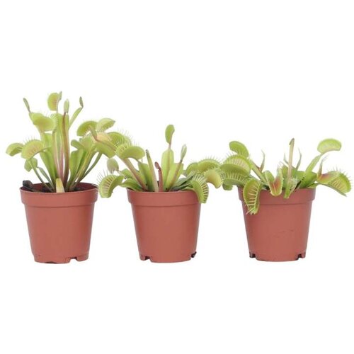 Plant in a Box muholovka - 3 kos - dionaea muscipula - višina 5-15cm - ⌀5,5cm, (21758113) Cene