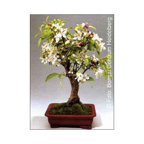 TROPICA Malus Cene
