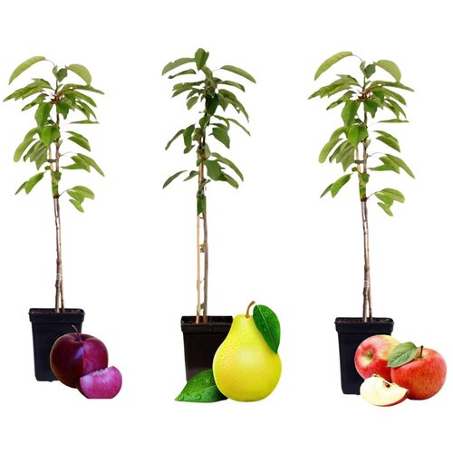 Plant in a Box sladki steber - 3 kos - sweet pillar - višina 60-70cm - ⌀9cm, (21757833) Cene