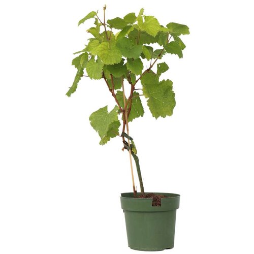 Plant in a Box vinska trta - vitis vinifera 'vanessa' - višina 60-75cm - ⌀21cm, (21757781) Cene