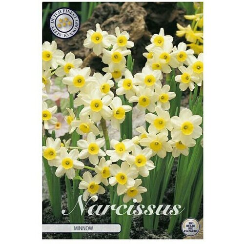  Cvjetne lukovice Narcisa Botanical Minnow (Bijela, Botanički opis: Narcissus) Cijene