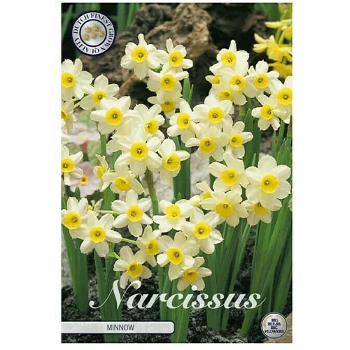  Cvjetne lukovice Narcisa Botanical Minnow (Bijela, Botanički opis: Narcissus)
