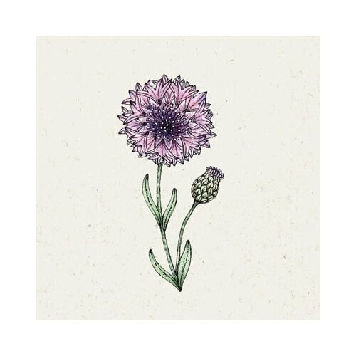Jora Dahl Centaurea Cyanus "Classic Magic" - modri glavinec Cene