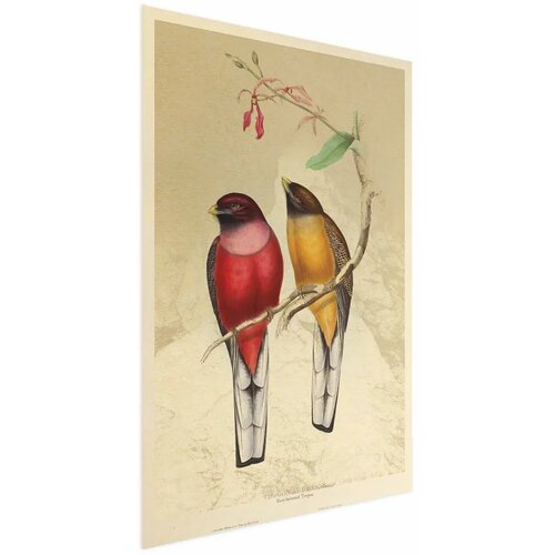  Plakat - Birds on a Branch 60x90 Bez okvira Cene