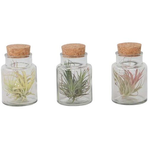 Plant in a Box Tilancija - 3 kos - Tillandsia - Višina 5-15cm - ⌀5cm, (21758312) Cene