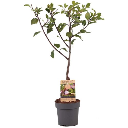 Plant in a Box sliva - prunus domestica &amp;#039;opal&amp;#039; - vi&amp;scaron;ina 90-100cm - ⌀21cm, (21757560) Slike
