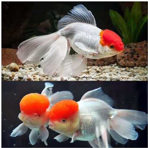 Akvarijum Centar Carassius auratus - Japanka red cap - 8 cm Cene