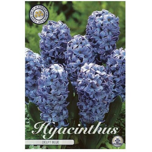  Cvjetne lukovice Zumbul Orientalis Delft Blue (Plava, Botanički opis: Hyacinthus) Slike