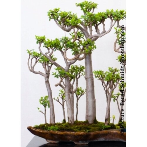 TROPICA Bonsaj "Madagaskarski baobab" - 4 zrn. Cene
