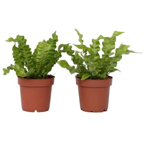 Plant in a Box gnezdnati sršaj - asplenium nidus 'crispy wave' - višina 25-40cm - ⌀12cm, (21758182) Cene