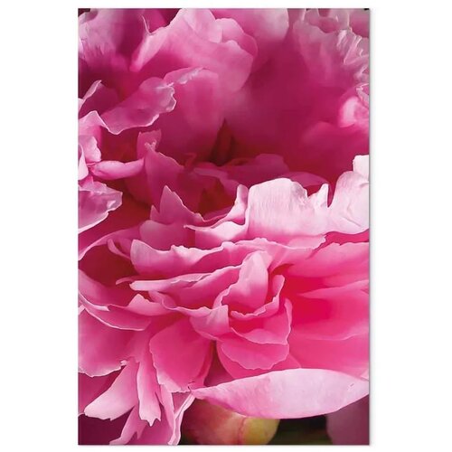  Slika - Blossom of Beauty (1-part) - Pink Peony Flower Embraced by Nature 60x90 Cijene