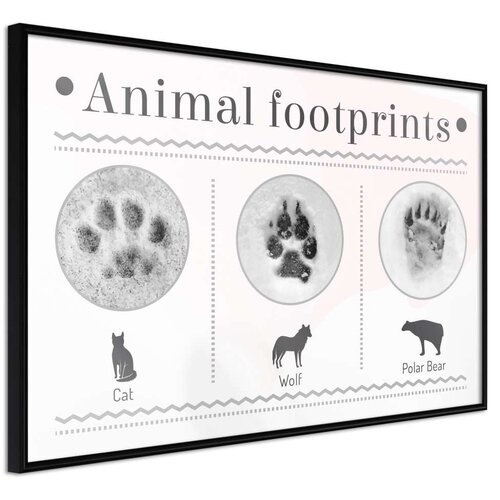  Poster - How to Recognize an Animal 30x20 Cene