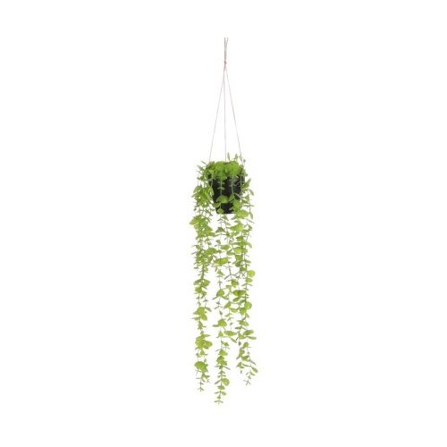 Dekordom 1083464 Cvet u saksiji eucalyptus 54cm - green - edl ( 040439 ) Cene