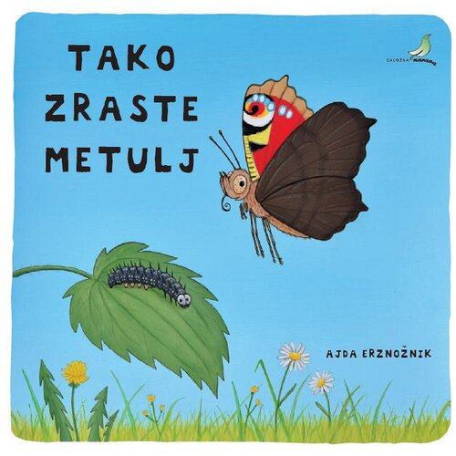 Avrora tako zraste metulj Cene