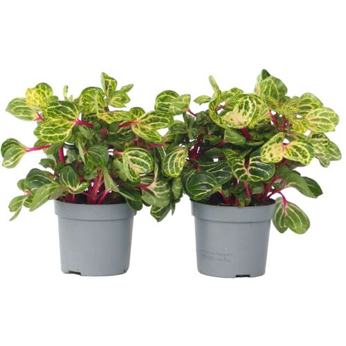 Plant in a Box irezina - 2 kos - iresine herbstii - višina 20-30cm - ⌀13cm, (21758041) Cene