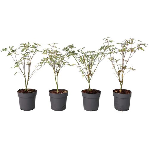 Plant in a Box japonski javor - 4 kos - acer palmatum 'butterfly' - višina 25-40cm - ø10,5cm, (21757602) Cene