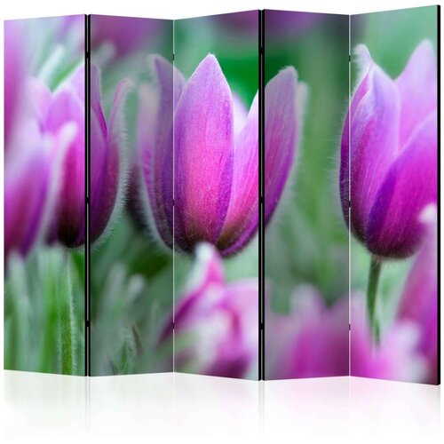  Paravan u 5 dijelova - Purple spring tulips II [Room Dividers] 225x172 Slike