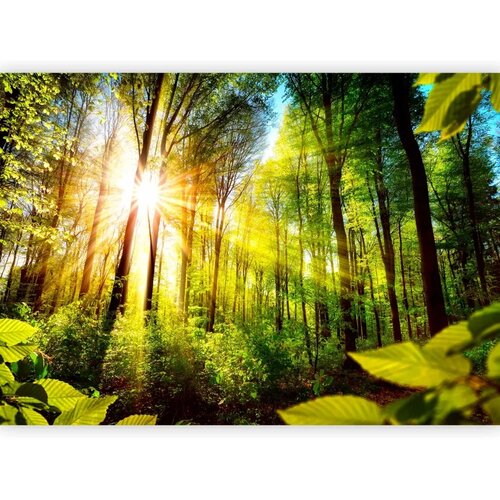  Foto tapeta - Forest Hideout 147x105 Slike