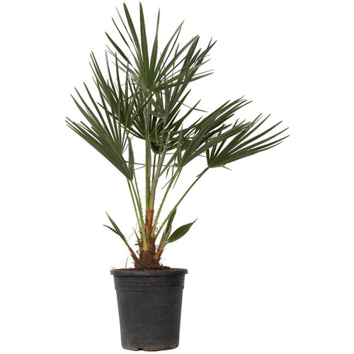 Plant in a Box evropska palma - chamaerops humilis - višina 70-80cm - ⌀21cm, (21757636) Cene