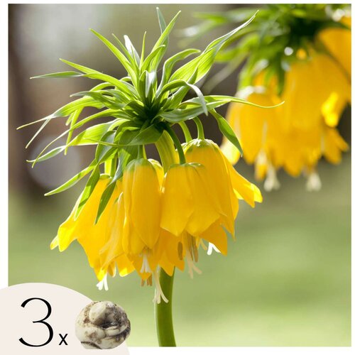 Plant in a Box Logarica - 3 kos - Fritillaria 'lutea' - Cvetne čebulice - Rumena, (21757004) Cene