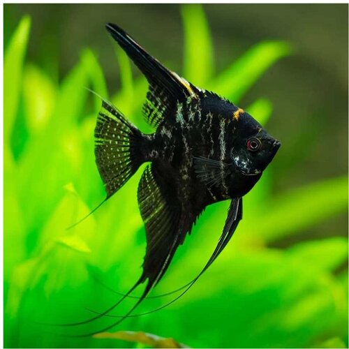 Akvarijum Centar black marbled angelfish Cene