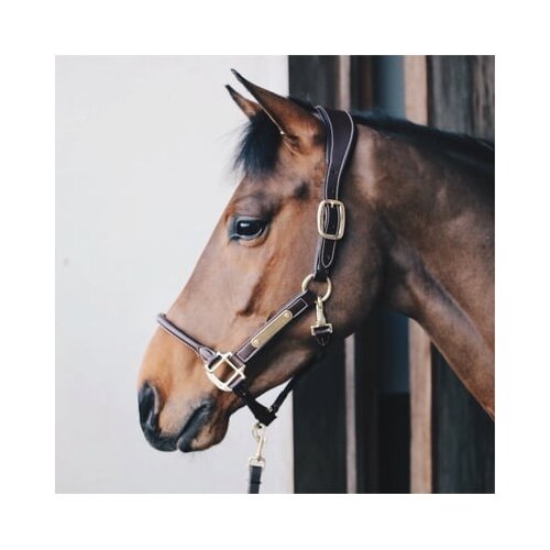 Kentucky Horsewear Usnjena oglavka "Anatomic" Cob - rjava Cene