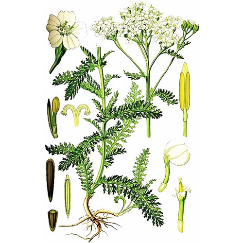 Rinfuz Hajdučka trava (Achillea millefolium), 100g Slike
