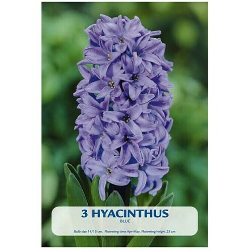  Cvjetne lukovice Zumbul Blue (Plava, Botanički opis: Hyacinthus) Cijene