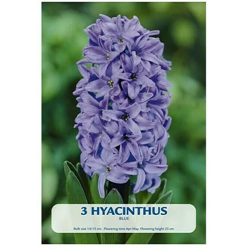  Cvjetne lukovice Zumbul Blue (Plava, Botanički opis: Hyacinthus)
