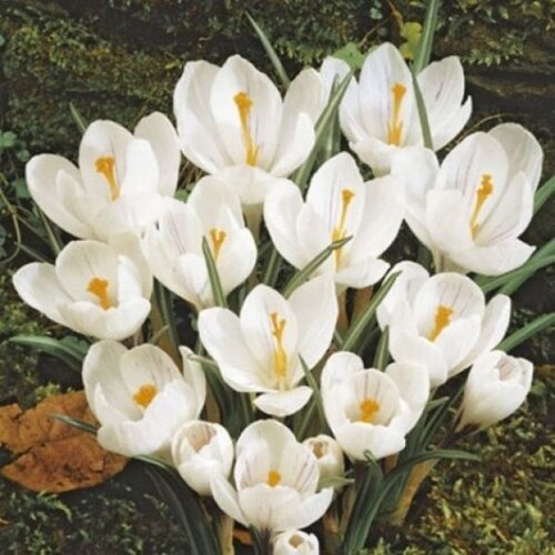 Royal De Ree crocus jeanne d'arc 15/1 Cene