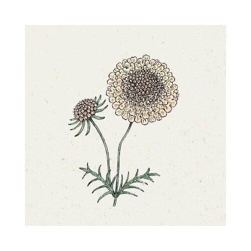 Jora Dahl Scabiosa atropurpurea "Fata Morgana" - grintavec Cene