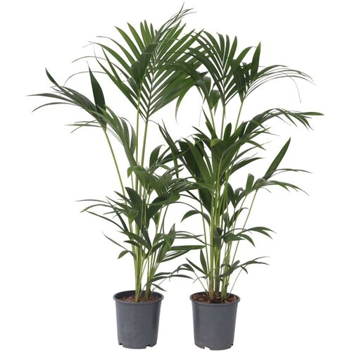 Plant in a Box Kentia - 2 kos - Howea forsteriana - Višina 90-100cm - ⌀18cm, (21758063) Cene