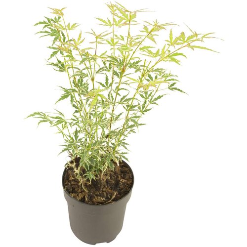 Plant in a Box japonski javor - acer palmatum 'butterfly' - višina 35-55cm - ⌀15cm, (21814293) Cene