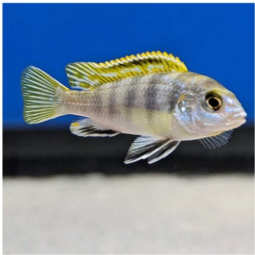 Akvarijum Centar Labidochromis Perlmutt Slike