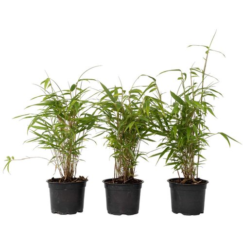Plant in a Box bambus - 3 kos - fargesia papyrifera 'grex' - višina 30-40cm - ⌀13cm, (21757335) Cene