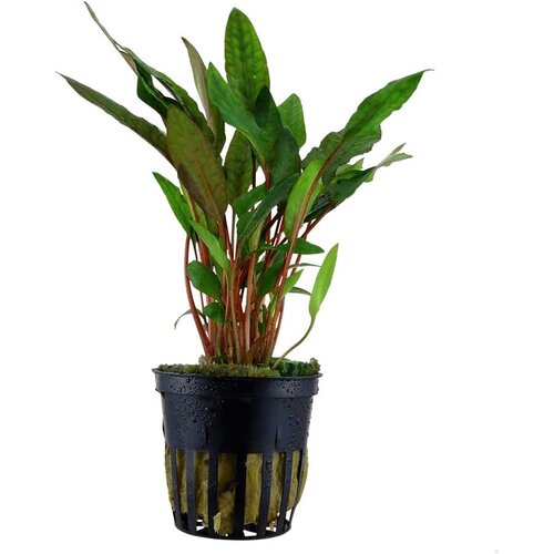 Rainforest Cryptocoryne beckettii Cene