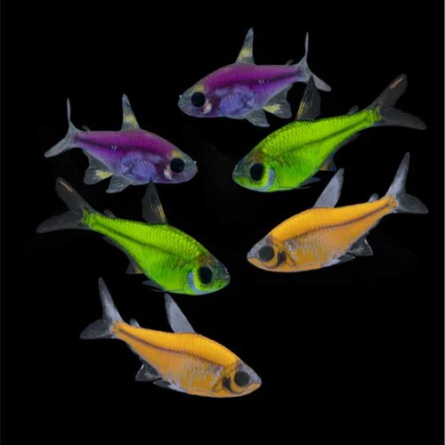 Akvarijum Centar Pristella maxillaris glow - Pristela glow Cene