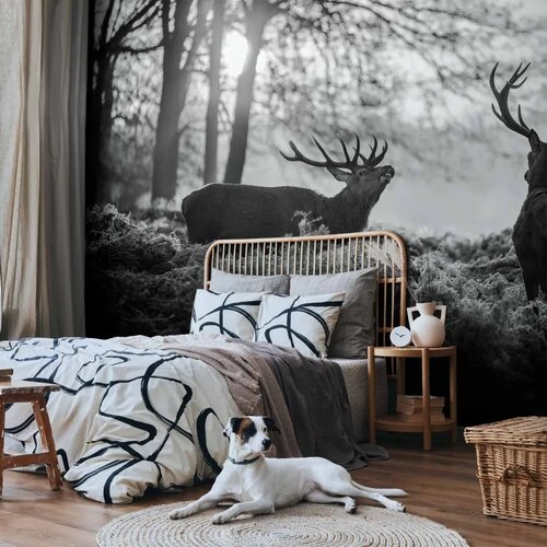  Foto tapeta - Deers in the Morning 500x350 Standard Cene