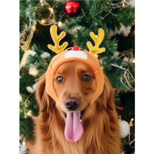 Sinsay Božićni kostim soba za kućne ljubimce Cijene