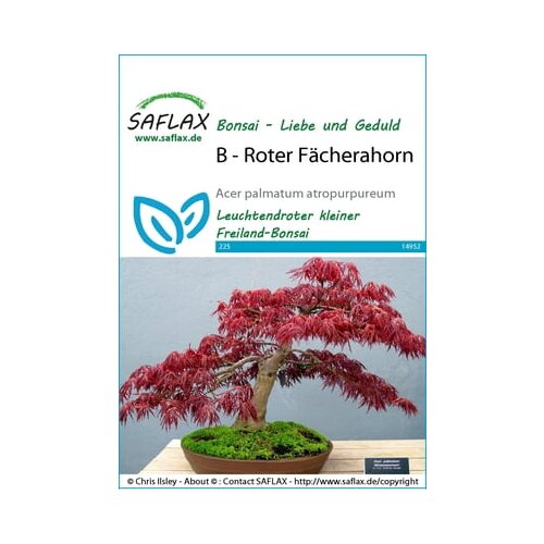 Saflax Bonsai - rdeči japonski javor Cene