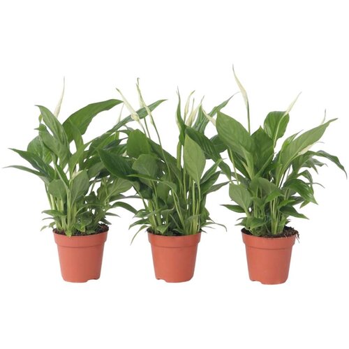 Plant in a Box spatifil - 3 kos - spathiphyllum 'torelli' - višina 30-45cm - ⌀12cm, (21758073) Cene