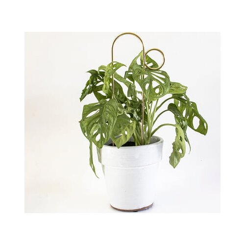 Botanopia Pomoč za plezalke "Mini Plant Stake" - Gold - Bump Cene