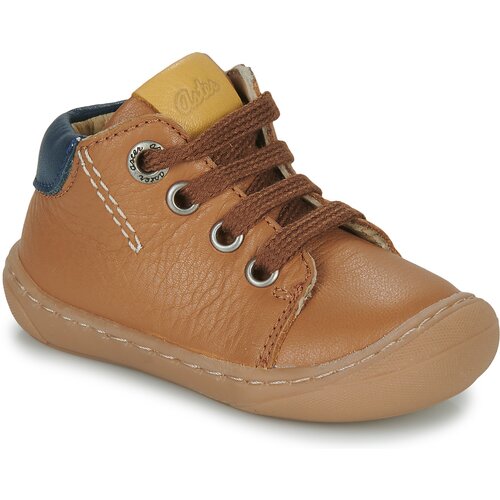 Aster Polškornji CHYOSO Kostanjeva Cene