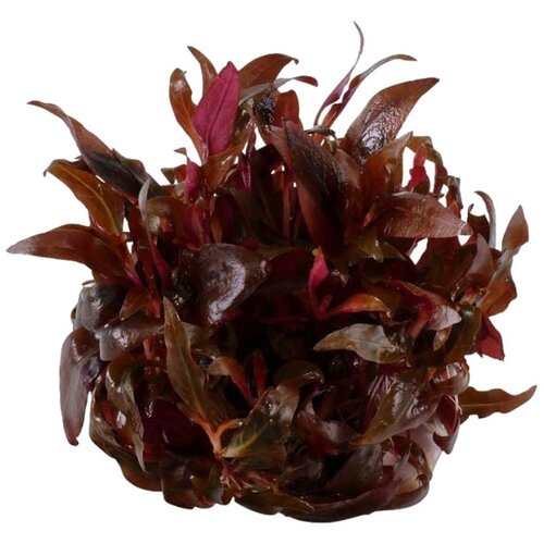 Rainforest Alternanthera reineckii Mini Cene