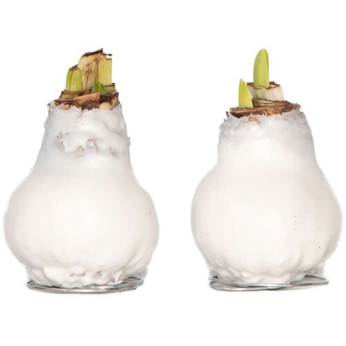 Plant in a Box Amarilis - Hippeastrum 'Wax White' - Cvetna čebulica - Rdeča, (21739791) Cene