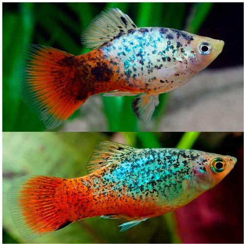 Akvarijum Centar Blue coral calico platy Cene