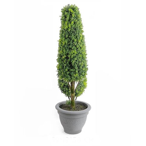 Lilium stablo bonsai 19*60cm 567321 Cene