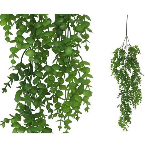  EUKALIPTUS 79 CM Slike