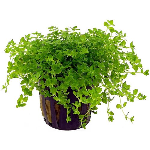 Rainforest Hemianthus micranthemoides Cene