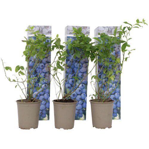 Plant in a Box ameri&amp;scaron;ka žlahtna borovnica - 3 kos - vaccinium - vi&amp;scaron;ina 25-40cm - ⌀9cm, (21757309) Slike